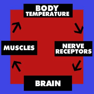 Homeostasis